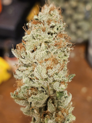 An image of Humboldt Snow White