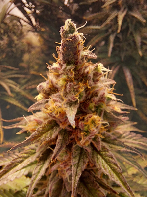 An image of Blueberry Muffin