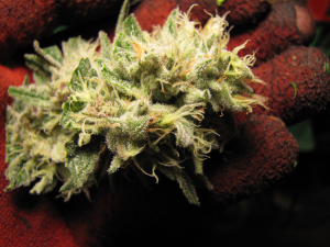 Blueberry Muffin: strain page photo, credit seedfinder.eu, copyright status shown with credit copyright unverified