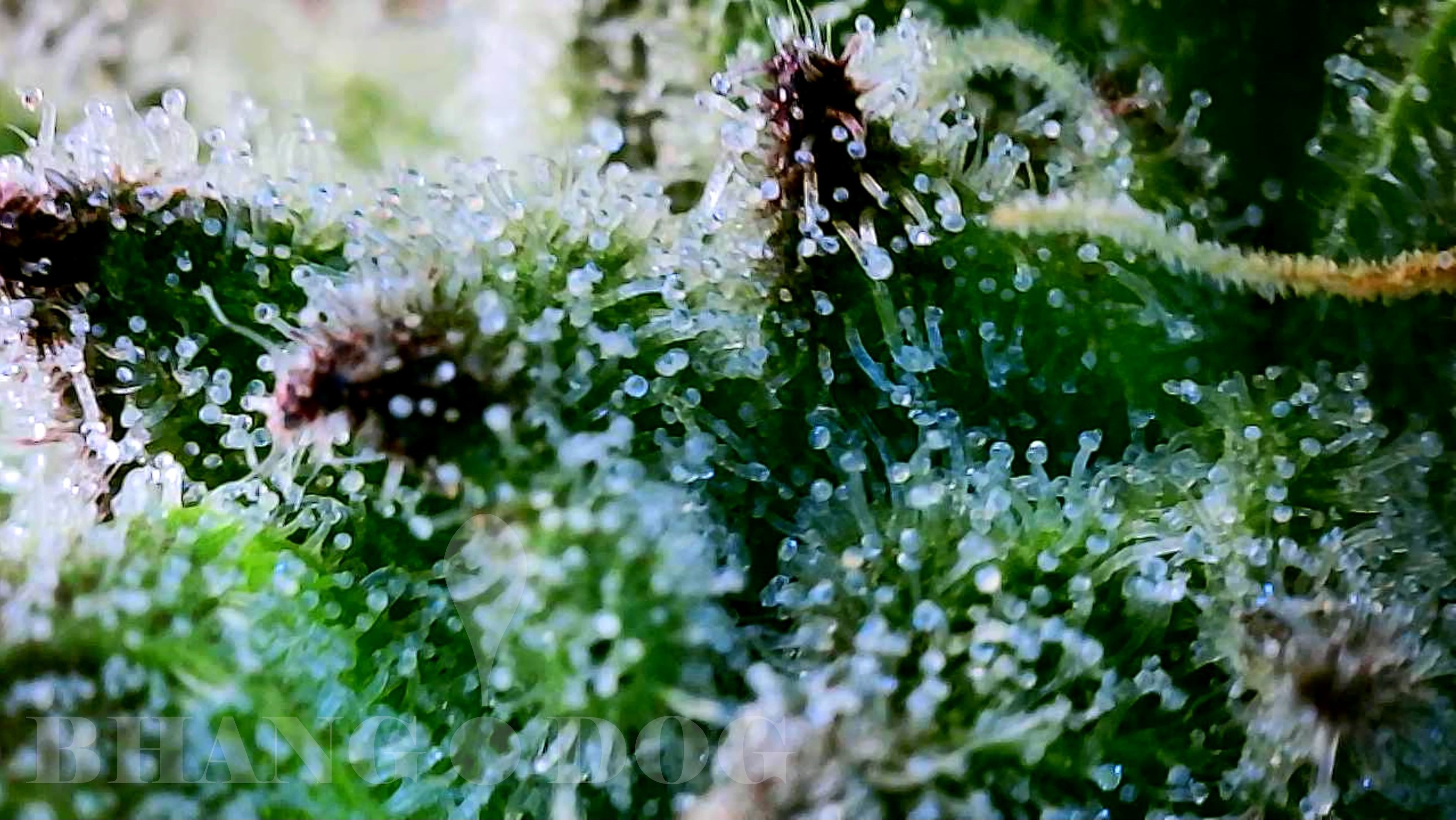Emerald Fire OG flowering cannabis, as labeled by the cited photo source