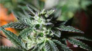 Emerald Fire OG archive 4