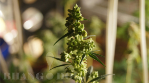 Emerald Fire OG archive 3