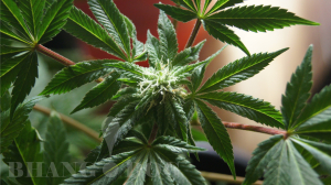 Emerald Fire OG archive 2