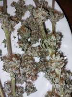 G.S. Cookies archive 3