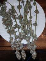 G.S. Cookies archive 1