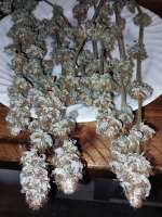 G.S. Cookies archive 2