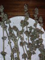 G.S. Cookies archive 4