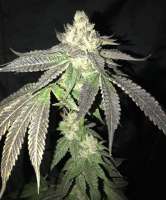 Jelly Donutz archive 4