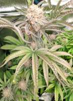 Jelly Donutz archive 2