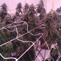 Jelly Rancher archive 4