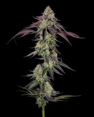 An image of Mountaintop Mint