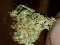 An image of Old Growth OG