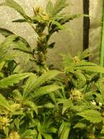 An image of Old Growth OG