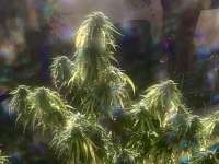 An image of Old Growth OG