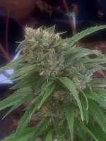 An image of Old Growth OG