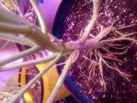 An image of Purple Panty Dropper Auto