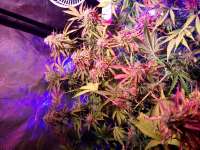 An image of Purple Panty Dropper Auto