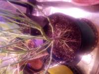 An image of Purple Panty Dropper Auto