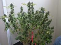 An image of 707 Headband