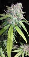 An image of 707 Headband