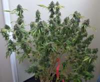 707 Headband: strain page photo, credit seedfinder.eu, copyright status shown with credit copyright unverified