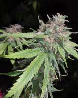 An image of 707 Headband