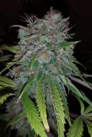 An image of 707 Headband