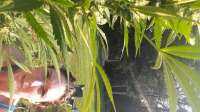 Blueberry Headband: strain page photo, credit seedfinder.eu, copyright status shown with credit copyright unverified