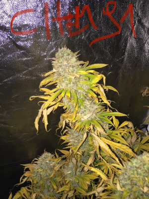An image of Chemdawg
