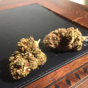 Chemdawg: strain page photo, credit seedfinder.eu, copyright status shown with credit copyright unverified