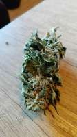 An image of Chocolate Mint OG