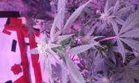 An image of Chocolate Mint OG