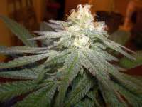 An image of Chocolate Mint OG