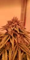 Gorilla Breath: strain page photo, credit seedfinder.eu, copyright status shown with credit copyright unverified