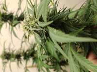 Gorilla Breath: strain page photo, credit seedfinder.eu, copyright status shown with credit copyright unverified