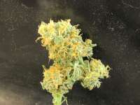 Green Crack: strain page photo, credit seedfinder.eu, copyright status shown with credit copyright unverified