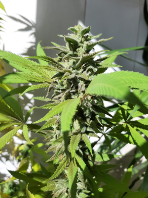 An image of Ice Cream Cake Fast Flowering