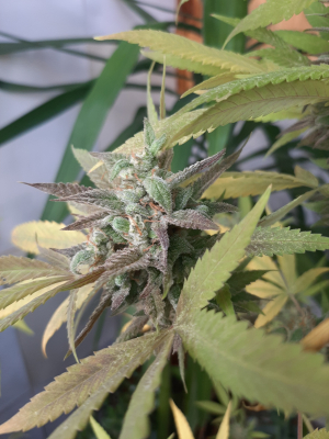 An image of Ice Cream Cake Fast Flowering