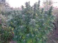 An image of Lost Coast OG