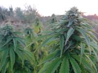 An image of Lost Coast OG