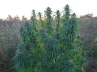 An image of Lost Coast OG