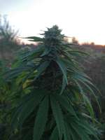 An image of Lost Coast OG