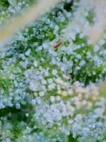 Mango OG Auto archive 2