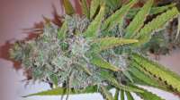 An image of Purple Trainwreck