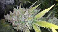 An image of Purple Trainwreck