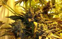Purple Trainwreck: strain page photo, credit seedfinder.eu, copyright status shown with credit copyright unverified