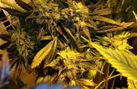 Purple Trainwreck: strain page photo, credit seedfinder.eu, copyright status shown with credit copyright unverified