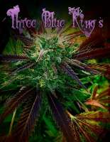 An image of Three Blue Kings
