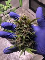 Ursula Berry F2 archive 1