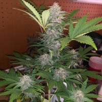 Ursula Berry F2 archive 2